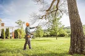 Best Tree Removal Service  in USA